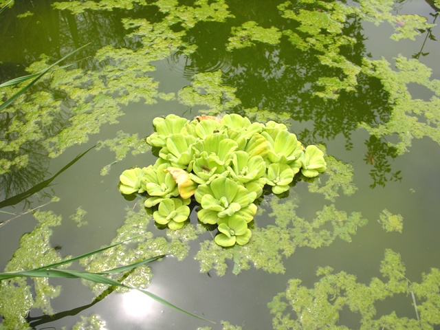 Pistia stratiotes (pianta acquatica coltivata)